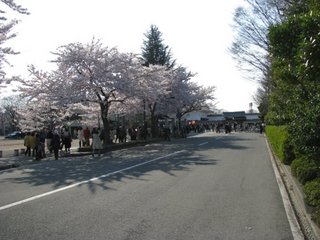 夜桜25-1.jpg