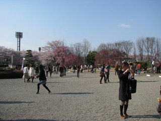 夜桜25-4.jpg