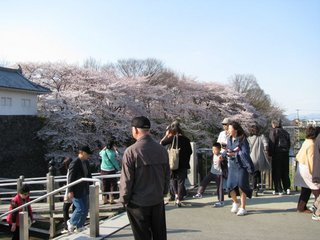 夜桜25-5.jpg